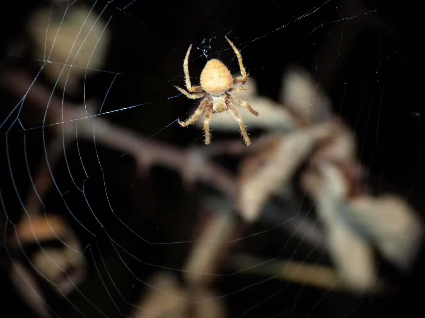 Neoscona subfusca di notte - Santa Teresa Gallura (OT)